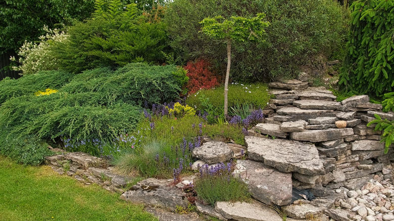 Add organic mulch, Use a thin layer of soil, Plant some frogfruit, Use decorative stones, Add a seating area, Grow partridge berry, Fence them in, Plant a ring of taller flowering plants, Incorporate them into your decor, Create a mini moss garden