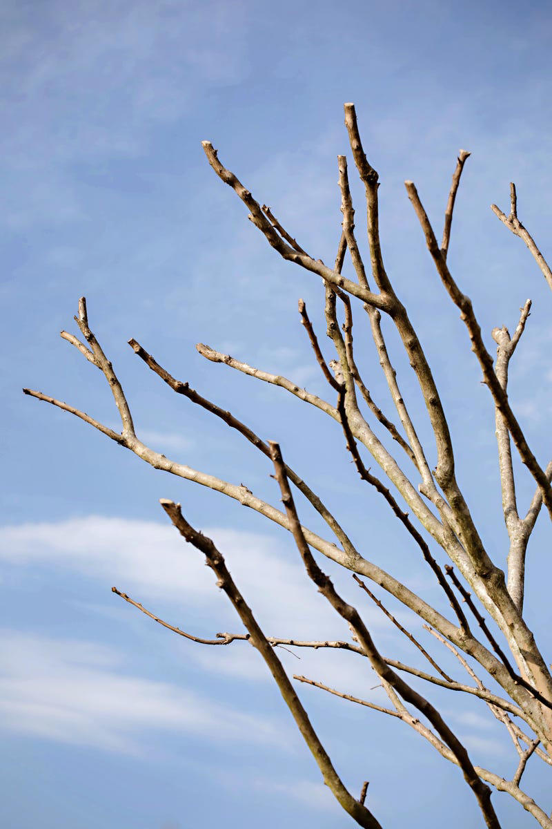 Prune Now in the Mid and Lower South: Crepe Myrtle, Prune After Flowering in Mid and Lower South: Spring-Flowering Shrubs, Prune Now in Mid and Lower South: Catmint, Prune Now in Most Regions: Twig Dogwoods, Prune Now in Mid and Lower South: Vitex Trees, Prune Now in Most Regions: Some Types of Hydrangeas, Prune Now in Most Regions: Other Summer-Blooming Shrubs