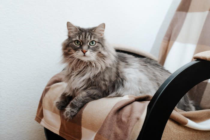 猫が飼い主の「椅子に座りたがる」5つの理由, 1.飼い主の匂いがして安心するから, 2.座面が温かくて気持ちいいから, 3.高さがちょうどよくて落ち着くから, 4.飼い主の関心を自分に向けたいから, 5.「ここは自分の場所だ」と主張しているから, 無理やりどかすのはNG？正しい対処法