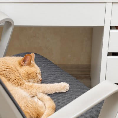 猫が飼い主の「椅子に座りたがる」5つの理由, 1.飼い主の匂いがして安心するから, 2.座面が温かくて気持ちいいから, 3.高さがちょうどよくて落ち着くから, 4.飼い主の関心を自分に向けたいから, 5.「ここは自分の場所だ」と主張しているから, 無理やりどかすのはNG？正しい対処法