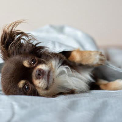 犬が飼い主を信頼しているサイン, お尻をくっつける, ヘソ天や横向きで寝る, 不安なときに寄り添ってくる, もっと絆を深めるために, 一緒にいろいろなことを経験しよう, 失った信頼を取り戻すのは難しい