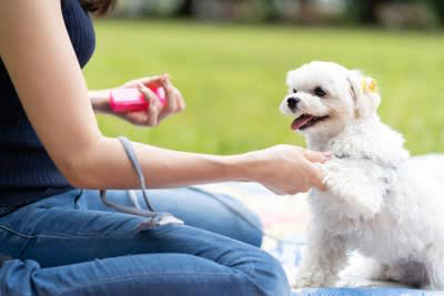 犬が飼い主を信頼しているサイン, お尻をくっつける, ヘソ天や横向きで寝る, 不安なときに寄り添ってくる, もっと絆を深めるために, 一緒にいろいろなことを経験しよう, 失った信頼を取り戻すのは難しい