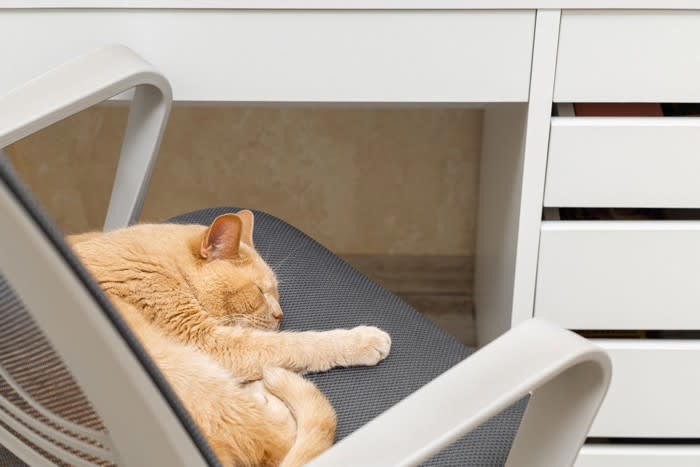猫が飼い主の「椅子に座りたがる」5つの理由, 1.飼い主の匂いがして安心するから, 2.座面が温かくて気持ちいいから, 3.高さがちょうどよくて落ち着くから, 4.飼い主の関心を自分に向けたいから, 5.「ここは自分の場所だ」と主張しているから, 無理やりどかすのはNG？正しい対処法