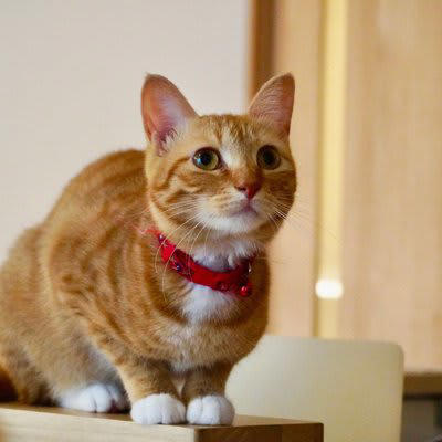 猫が『心を開いてくれない』ときの理由は？, 1.環境の変化に強いストレスを感じている, 2.過去の経験から人を警戒している, 3.距離感が合っていない, 4.体調や年齢による影響, 猫と打ち解けるためにできること