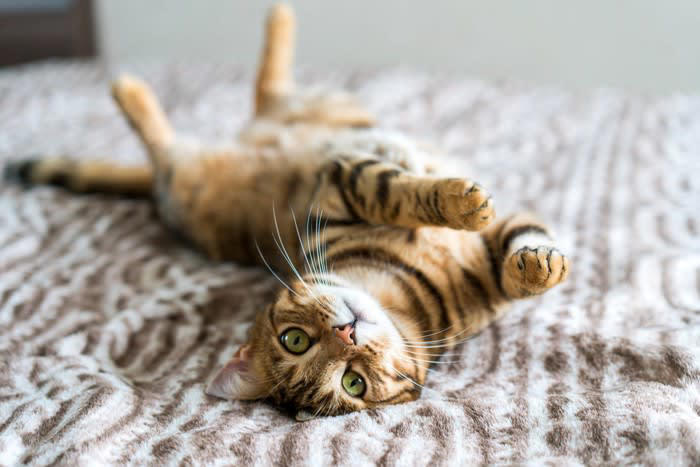 猫が『心を開いてくれない』ときの理由は？, 1.環境の変化に強いストレスを感じている, 2.過去の経験から人を警戒している, 3.距離感が合っていない, 4.体調や年齢による影響, 猫と打ち解けるためにできること