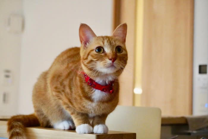 猫が『心を開いてくれない』ときの理由は？, 1.環境の変化に強いストレスを感じている, 2.過去の経験から人を警戒している, 3.距離感が合っていない, 4.体調や年齢による影響, 猫と打ち解けるためにできること
