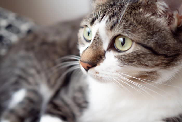 猫が『心を開いてくれない』ときの理由は？, 1.環境の変化に強いストレスを感じている, 2.過去の経験から人を警戒している, 3.距離感が合っていない, 4.体調や年齢による影響, 猫と打ち解けるためにできること