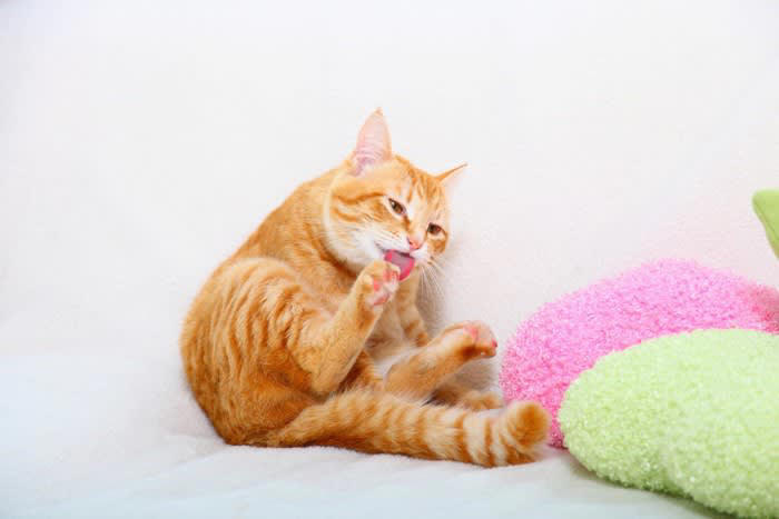 猫に『依存されやすい飼い主』の特徴5つ, 1.要求にすぐ応えてしまう, 2.常に一緒にいようとする, 3.過度に構いすぎてしまう, 4.留守番の機会がほとんどない, 5.生活リズムが不規則, 猫が依存気味になると起こりうるトラブル, 上手な距離を保つためのポイント, スキンシップは猫からのサインを待って, ひとり遊びや隠れ場所を確保する, 生活リズムを安定させる