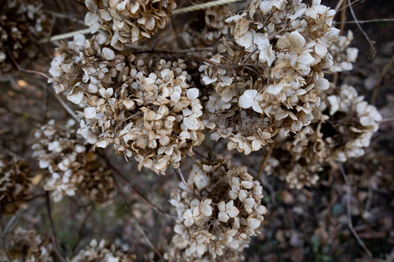 Prune Now in the Mid and Lower South: Crepe Myrtle, Prune After Flowering in Mid and Lower South: Spring-Flowering Shrubs, Prune Now in Mid and Lower South: Catmint, Prune Now in Most Regions: Twig Dogwoods, Prune Now in Mid and Lower South: Vitex Trees, Prune Now in Most Regions: Some Types of Hydrangeas, Prune Now in Most Regions: Other Summer-Blooming Shrubs