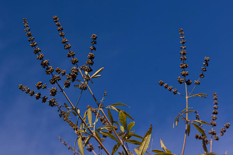 Prune Now in the Mid and Lower South: Crepe Myrtle, Prune After Flowering in Mid and Lower South: Spring-Flowering Shrubs, Prune Now in Mid and Lower South: Catmint, Prune Now in Most Regions: Twig Dogwoods, Prune Now in Mid and Lower South: Vitex Trees, Prune Now in Most Regions: Some Types of Hydrangeas, Prune Now in Most Regions: Other Summer-Blooming Shrubs
