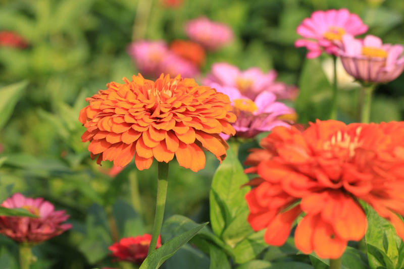 How to Start a 'Cut And Come Again' Garden, Amaranth, Snapdragon, Alstroemeria