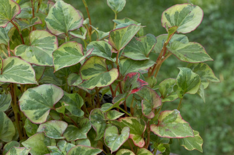Beach Vitex, Bishop’s Weed, Chameleon Plant, Creeping Jenny, English Ivy, Ice Plant, Japanese Bloodgrass, Ribbon Grass, Wintercreeper, Yellow Archangel, Japanese pachysandra, Non-Invasive Groundcover Plant Alternatives