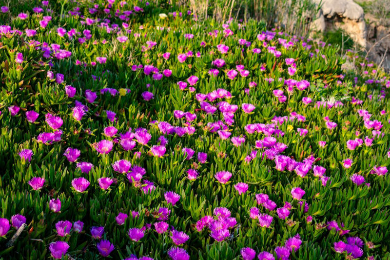 Beach Vitex, Bishop’s Weed, Chameleon Plant, Creeping Jenny, English Ivy, Ice Plant, Japanese Bloodgrass, Ribbon Grass, Wintercreeper, Yellow Archangel, Japanese pachysandra, Non-Invasive Groundcover Plant Alternatives
