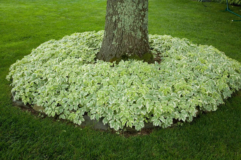 Beach Vitex, Bishop’s Weed, Chameleon Plant, Creeping Jenny, English Ivy, Ice Plant, Japanese Bloodgrass, Ribbon Grass, Wintercreeper, Yellow Archangel, Japanese pachysandra, Non-Invasive Groundcover Plant Alternatives