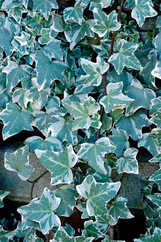 Beach Vitex, Bishop’s Weed, Chameleon Plant, Creeping Jenny, English Ivy, Ice Plant, Japanese Bloodgrass, Ribbon Grass, Wintercreeper, Yellow Archangel, Japanese pachysandra, Non-Invasive Groundcover Plant Alternatives