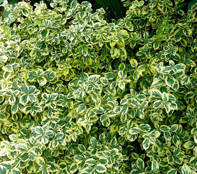 Beach Vitex, Bishop’s Weed, Chameleon Plant, Creeping Jenny, English Ivy, Ice Plant, Japanese Bloodgrass, Ribbon Grass, Wintercreeper, Yellow Archangel, Japanese pachysandra, Non-Invasive Groundcover Plant Alternatives