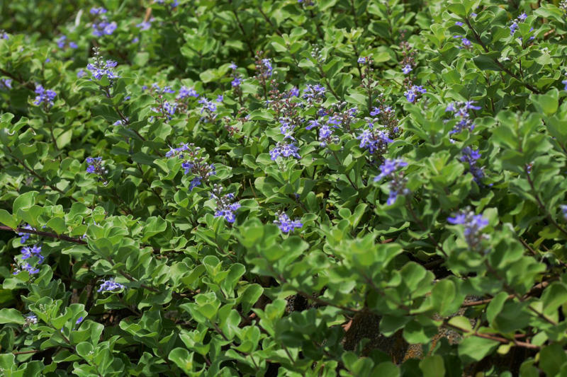 Beach Vitex, Bishop’s Weed, Chameleon Plant, Creeping Jenny, English Ivy, Ice Plant, Japanese Bloodgrass, Ribbon Grass, Wintercreeper, Yellow Archangel, Japanese pachysandra, Non-Invasive Groundcover Plant Alternatives