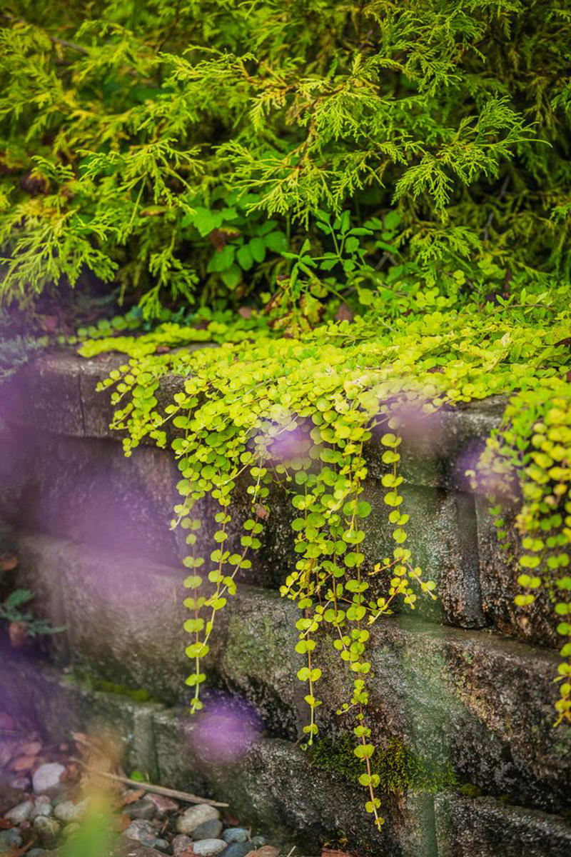 Beach Vitex, Bishop’s Weed, Chameleon Plant, Creeping Jenny, English Ivy, Ice Plant, Japanese Bloodgrass, Ribbon Grass, Wintercreeper, Yellow Archangel, Japanese pachysandra, Non-Invasive Groundcover Plant Alternatives