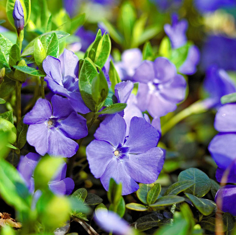 Beach Vitex, Bishop’s Weed, Chameleon Plant, Creeping Jenny, English Ivy, Ice Plant, Japanese Bloodgrass, Ribbon Grass, Wintercreeper, Yellow Archangel, Japanese pachysandra, Non-Invasive Groundcover Plant Alternatives