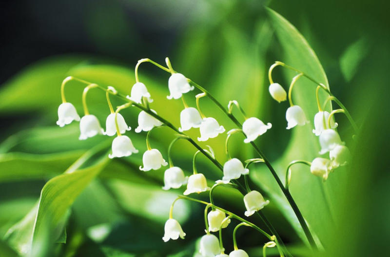 Dianthus, Tuberose, Butterfly Ginger, Lavender, Garden Phlox, Bearded Iris, Chocolate Flower, Oriental Hybrid Lilies, Lily of the Valley, Rosemary, Chocolate Cosmos, Hyacinths, Blue Phlox, Anise Hyssop