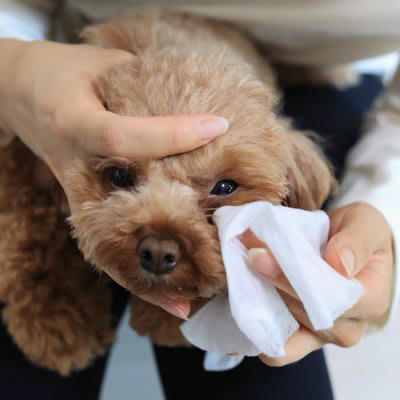 犬の「目ヤニ」絶対NGなお手入れ3選, 1.乾いたティッシュで無理やり取る, 2.人間の目薬を勝手に使う, 3.指の爪でひっかいて取る, 目ヤニが悪化する主な原因とは, 初心者でも簡単な正しい目ヤニのケア方法, こんな時は病院へ