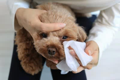 犬の「目ヤニ」絶対NGなお手入れ3選, 1.乾いたティッシュで無理やり取る, 2.人間の目薬を勝手に使う, 3.指の爪でひっかいて取る, 目ヤニが悪化する主な原因とは, 初心者でも簡単な正しい目ヤニのケア方法, こんな時は病院へ