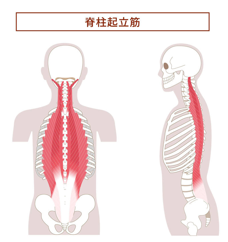 背中の硬さがぽっこりお腹を招く理由, 側屈で背骨をしならせて姿勢を整える, 背骨をたわませる「座位のサイドベンド」, 座位のサイドベンドのやり方, 効果を高めるためのポイント