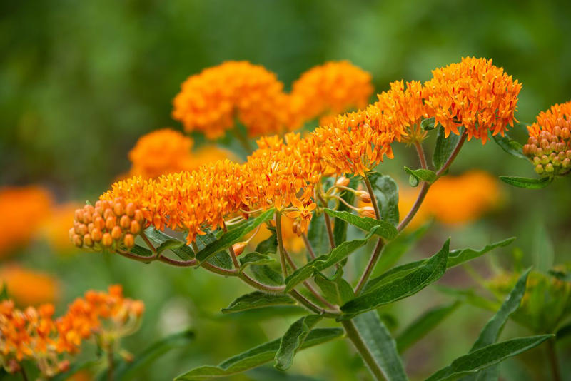 Black-Eyed Susan, Ornamental Grasses, Hybrid Tea and Shrub Roses, Shasta Daisies, Dianthus, Butterfly Weed, Perennials You Should Leave Alone Right Now