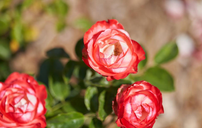 Black-Eyed Susan, Ornamental Grasses, Hybrid Tea and Shrub Roses, Shasta Daisies, Dianthus, Butterfly Weed, Perennials You Should Leave Alone Right Now