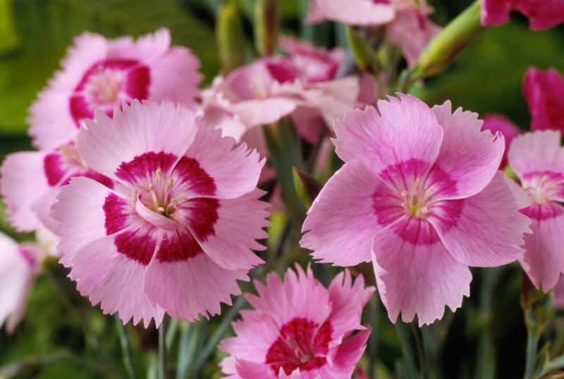 Black-Eyed Susan, Ornamental Grasses, Hybrid Tea and Shrub Roses, Shasta Daisies, Dianthus, Butterfly Weed, Perennials You Should Leave Alone Right Now