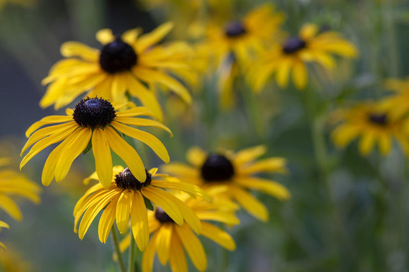 Black-Eyed Susan, Ornamental Grasses, Hybrid Tea and Shrub Roses, Shasta Daisies, Dianthus, Butterfly Weed, Perennials You Should Leave Alone Right Now
