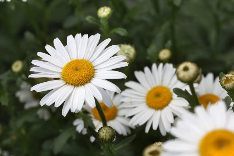 Black-Eyed Susan, Ornamental Grasses, Hybrid Tea and Shrub Roses, Shasta Daisies, Dianthus, Butterfly Weed, Perennials You Should Leave Alone Right Now