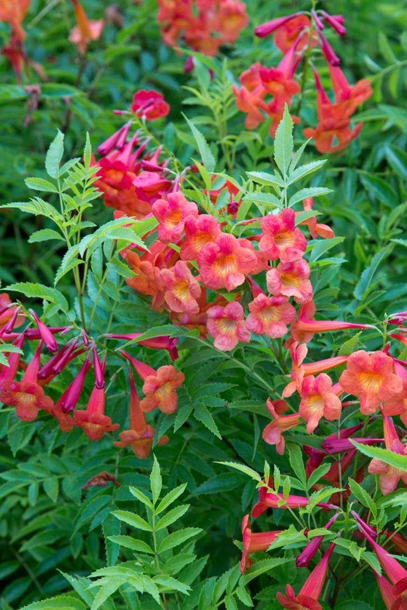 Bells of Fire™ Tecoma, Butterfly Milkweed, Tickseed, Phenomenal™ Lavender, Rose Verbena, Mini Touch™ Holly, Blanket Flower, Showy Stonecrop, Night Light® Hinoki Cypress, Arkansas Amsonia