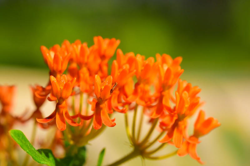 Bells of Fire™ Tecoma, Butterfly Milkweed, Tickseed, Phenomenal™ Lavender, Rose Verbena, Mini Touch™ Holly, Blanket Flower, Showy Stonecrop, Night Light® Hinoki Cypress, Arkansas Amsonia