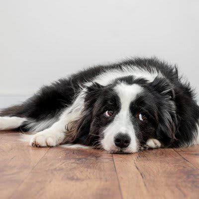 犬が「おもしろくない」と思っているときの行動4選, 1.大きなため息をつく, 2.あくびを何度もする, 3.前足をずっとなめ続ける, 4.鼻を鳴らして見つめてくる, 5.わざと背中を向けて座る, なぜ不満を感じてしまうのか？, 愛犬の「つまらない」を解消する方法