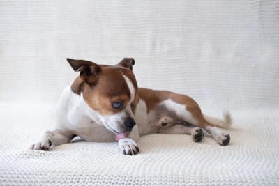 犬が「おもしろくない」と思っているときの行動4選, 1.大きなため息をつく, 2.あくびを何度もする, 3.前足をずっとなめ続ける, 4.鼻を鳴らして見つめてくる, 5.わざと背中を向けて座る, なぜ不満を感じてしまうのか？, 愛犬の「つまらない」を解消する方法