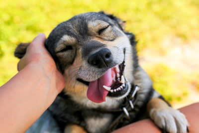 犬が「おもしろくない」と思っているときの行動4選, 1.大きなため息をつく, 2.あくびを何度もする, 3.前足をずっとなめ続ける, 4.鼻を鳴らして見つめてくる, 5.わざと背中を向けて座る, なぜ不満を感じてしまうのか？, 愛犬の「つまらない」を解消する方法