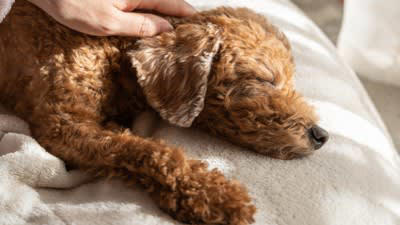 犬がしていたら危険な寝方5つ, 1.うずくまるように丸まり、動きが少ない, 2.首を大きく伸ばして呼吸している, 3.横になれず、座ったまま眠る, 4.何度も体勢を変えて落ち着かない, 5. 強い震えや硬直を伴う, 寝相から分かる健康チェックポイント, 呼吸の速さや音を確認する, 触れたときの反応を見る, 起きたあとの動きを観察する, 睡眠時間の変化に注目する