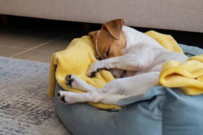 犬がしていたら危険な寝方5つ, 1.うずくまるように丸まり、動きが少ない, 2.首を大きく伸ばして呼吸している, 3.横になれず、座ったまま眠る, 4.何度も体勢を変えて落ち着かない, 5. 強い震えや硬直を伴う, 寝相から分かる健康チェックポイント, 呼吸の速さや音を確認する, 触れたときの反応を見る, 起きたあとの動きを観察する, 睡眠時間の変化に注目する