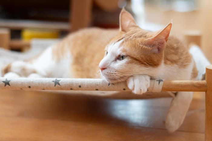 猫に『近づかないほうがいい』タイミング, 1.ぐっすり眠っているとき, 2.ごはんを食べているとき, 3.トイレ中や直後, 4.興奮している・イライラしているとき, 近づかないほうがいい理由と警戒サイン