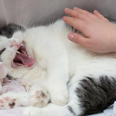 猫に『近づかないほうがいい』タイミング, 1.ぐっすり眠っているとき, 2.ごはんを食べているとき, 3.トイレ中や直後, 4.興奮している・イライラしているとき, 近づかないほうがいい理由と警戒サイン