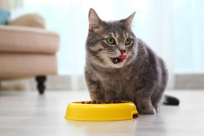 猫に『近づかないほうがいい』タイミング, 1.ぐっすり眠っているとき, 2.ごはんを食べているとき, 3.トイレ中や直後, 4.興奮している・イライラしているとき, 近づかないほうがいい理由と警戒サイン