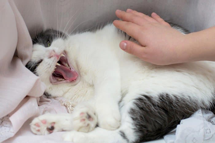 猫に『近づかないほうがいい』タイミング, 1.ぐっすり眠っているとき, 2.ごはんを食べているとき, 3.トイレ中や直後, 4.興奮している・イライラしているとき, 近づかないほうがいい理由と警戒サイン
