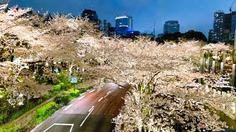 満開の桜と色鮮やかなインコが楽しめる【護国寺】, 【四ツ谷駅前】で仕事帰りの夜桜見物, 桜の名所【洗足池】は、日蓮聖人、歌川広重、勝海舟のお墨付き！, 春を先取りする河津桜の風景【静岡県河津町】, 石神井川沿いを歩き、都立城北中央公園へ【氷川台・上板橋】, 桜と静けさを楽しむ見晴台【稲荷山公園】, “はしご桜”で春色気分をフルチャージ！【六本木・さくら通りほか】, 【埼玉県伊奈町】愛称は「無線山」、黒い枝ぶりに春の予感, 駅チカ【越谷レイクタウン・Sakura Lake】の桜