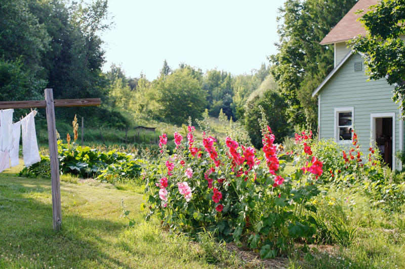 Hollyhocks, Delphiniums, Foxgloves, Masterwort