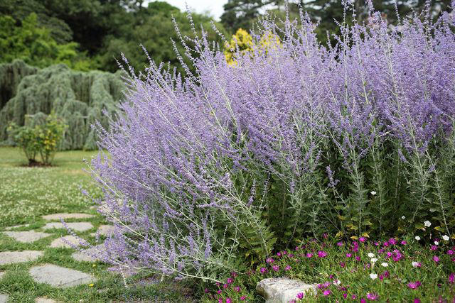 Switchgrass, Flowering Quince, Daffodils, Autumn Sage, Russian Sage, Oakleaf Hydrangea, Deciduous Holly, Turk’s Cap, Threadleaf Coreopsis, Hellebore, Fragrant Sumac, Bearded Iris