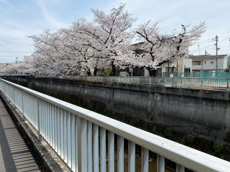 満開の桜と色鮮やかなインコが楽しめる【護国寺】, 【四ツ谷駅前】で仕事帰りの夜桜見物, 桜の名所【洗足池】は、日蓮聖人、歌川広重、勝海舟のお墨付き！, 春を先取りする河津桜の風景【静岡県河津町】, 石神井川沿いを歩き、都立城北中央公園へ【氷川台・上板橋】, 桜と静けさを楽しむ見晴台【稲荷山公園】, “はしご桜”で春色気分をフルチャージ！【六本木・さくら通りほか】, 【埼玉県伊奈町】愛称は「無線山」、黒い枝ぶりに春の予感, 駅チカ【越谷レイクタウン・Sakura Lake】の桜