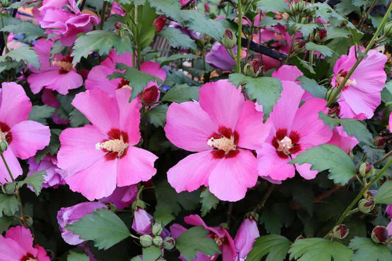 Hydrangeas, Rose of Sharon, Landscape Roses, Salvia 'Hot Lips'