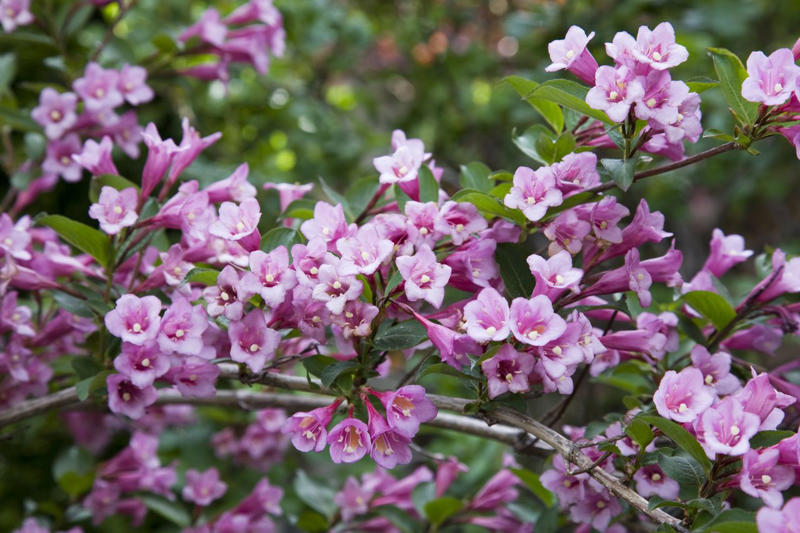Hydrangeas, Rose of Sharon, Landscape Roses, Salvia 'Hot Lips'