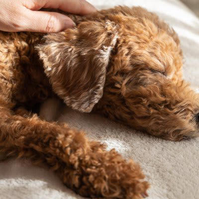犬がしていたら危険な寝方5つ, 1.うずくまるように丸まり、動きが少ない, 2.首を大きく伸ばして呼吸している, 3.横になれず、座ったまま眠る, 4.何度も体勢を変えて落ち着かない, 5. 強い震えや硬直を伴う, 寝相から分かる健康チェックポイント, 呼吸の速さや音を確認する, 触れたときの反応を見る, 起きたあとの動きを観察する, 睡眠時間の変化に注目する